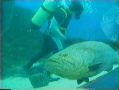 Taucher berhrt den Fisch